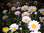 雏菊