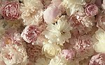 牡丹花桌面