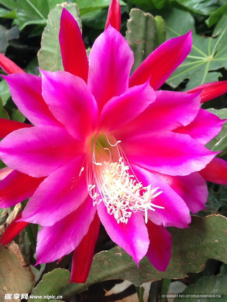 令箭荷花
