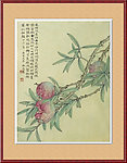 石榴成熟工笔画