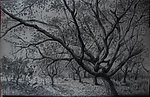 素描风景