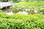 雷岗公园一角