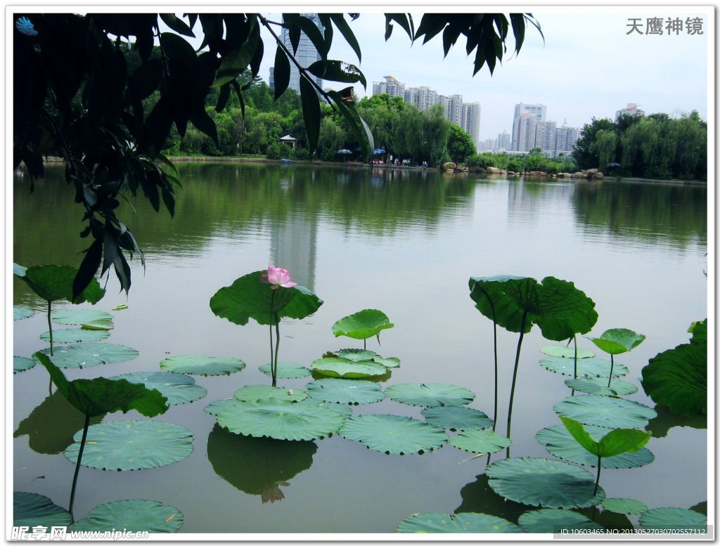 中国荷花 荷塘景色