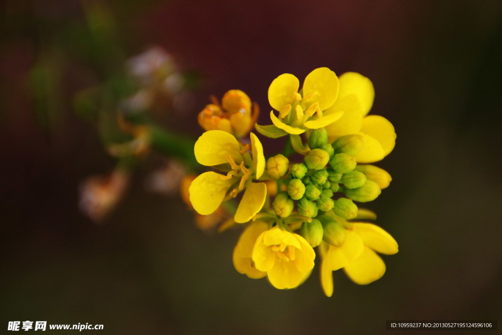 油菜花