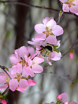 校园榆叶梅花