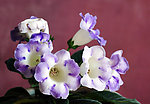 芙蓉花