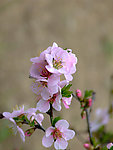 校园榆叶梅花
