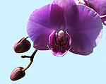 蝴蝶蓝花