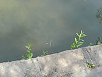 水边草