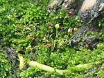 苔藓的花