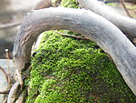 根拱与苔藓