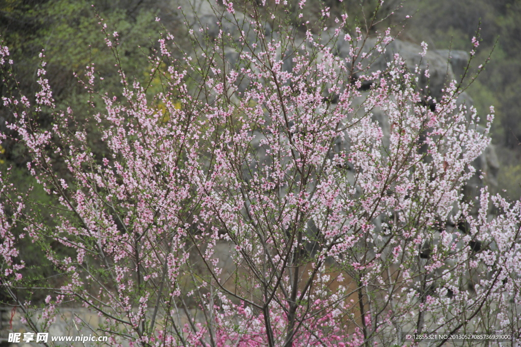 鲜花