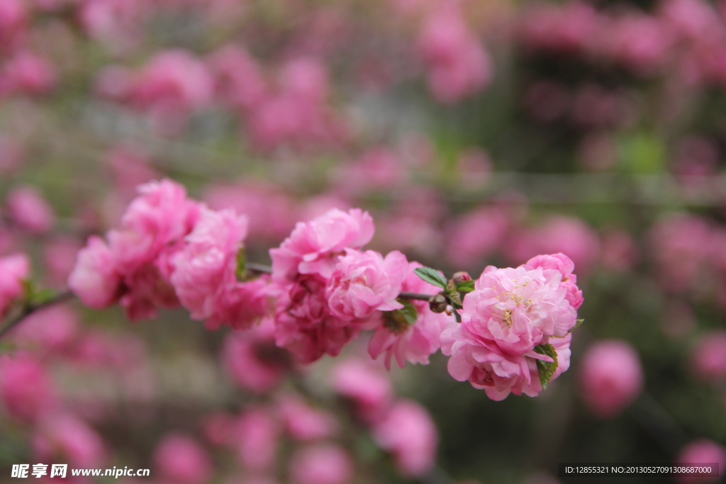 鲜花