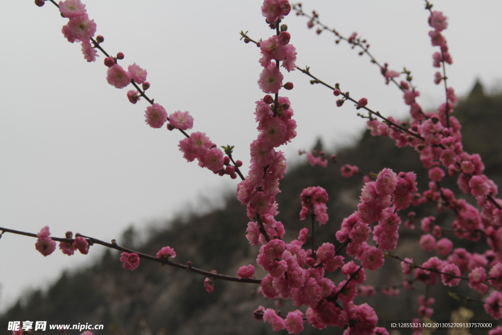 鲜花