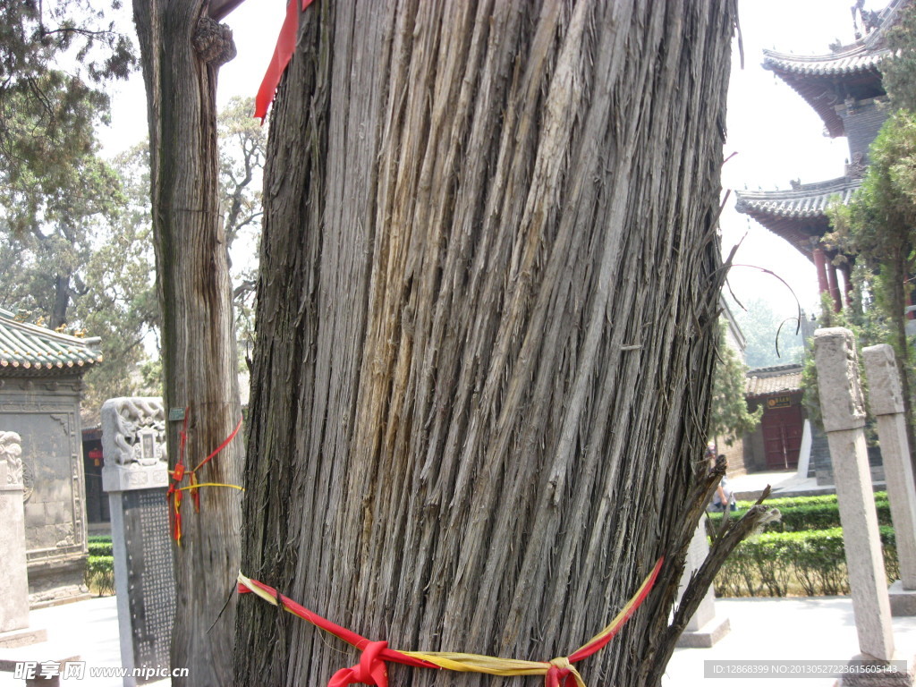 大树