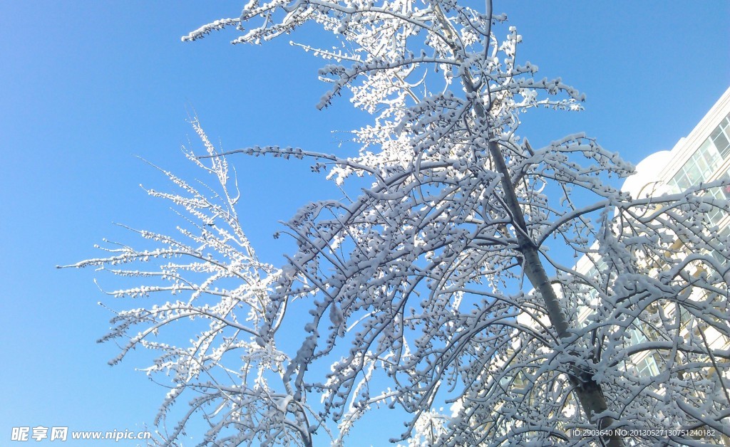 雪天树挂雪景风景