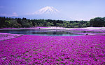 紫色花田富士山