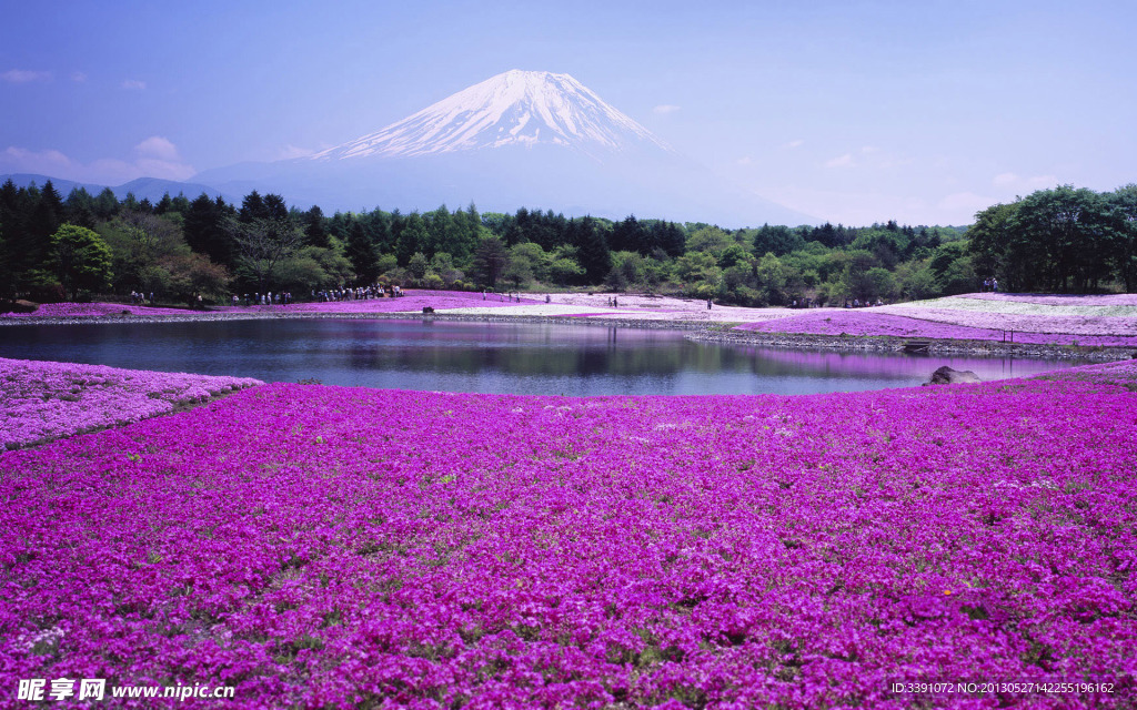 紫色花田富士山