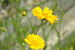 金鸡菊