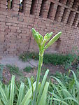 金针芽