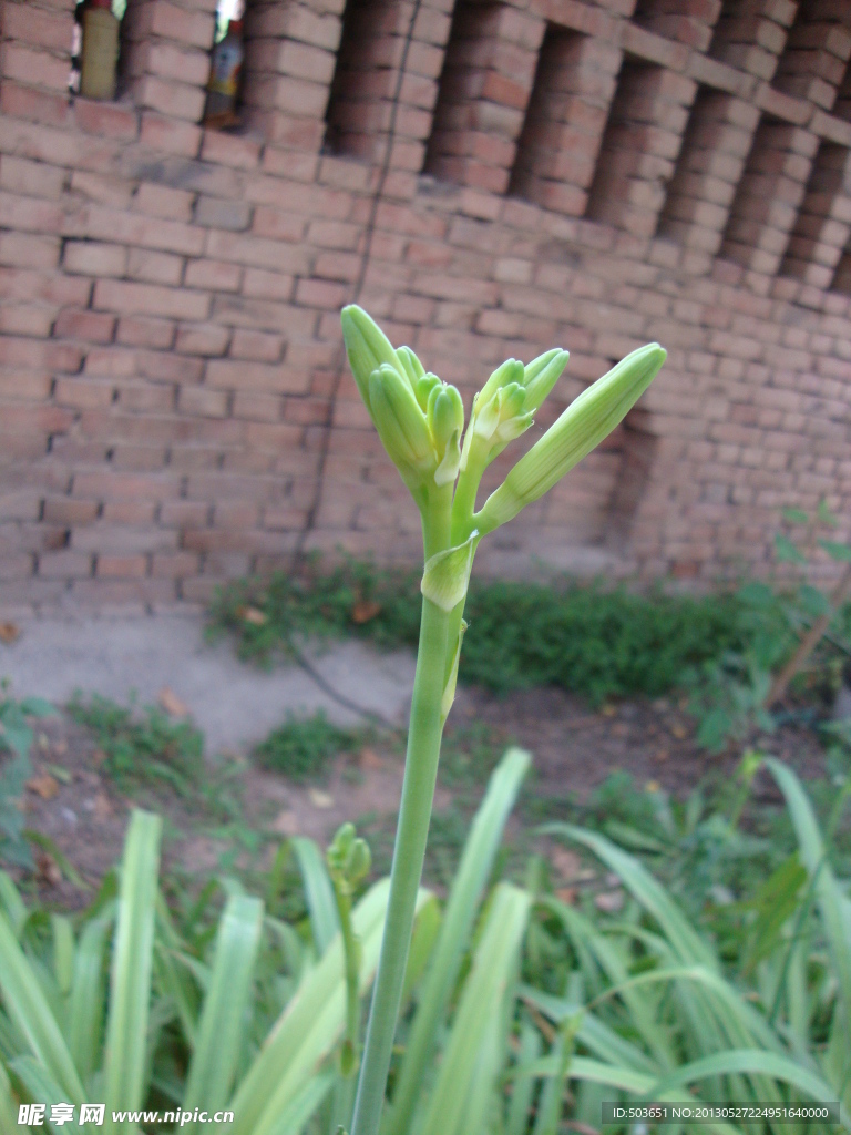 金针芽