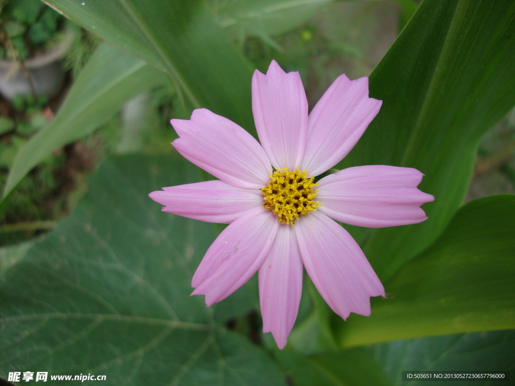 小花