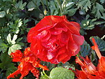 花毛茛