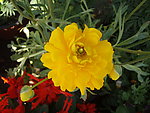 花毛茛