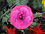 花毛茛