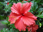 朱槿 扶桑花