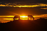 夕阳