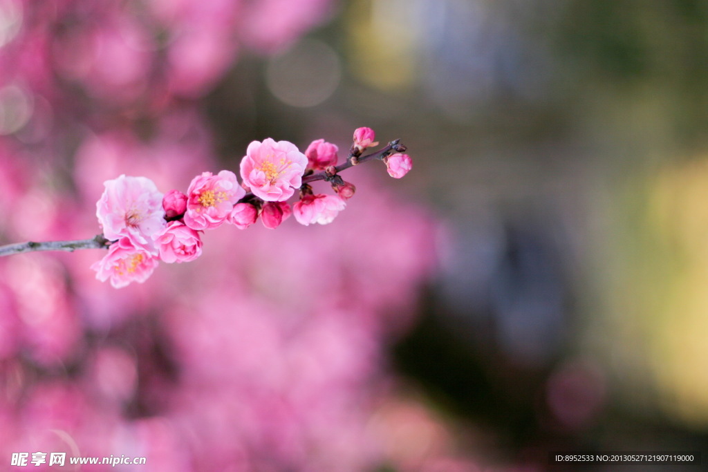樱花