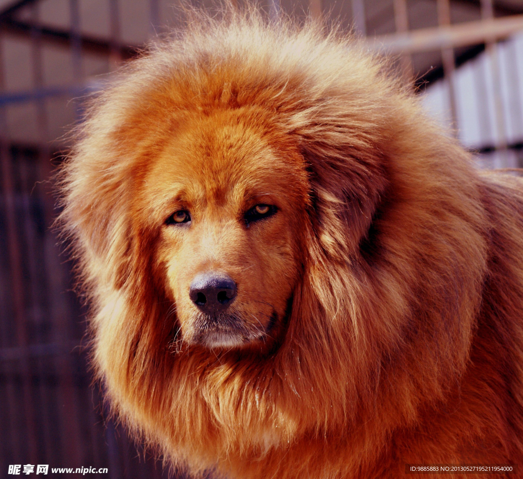 藏獒