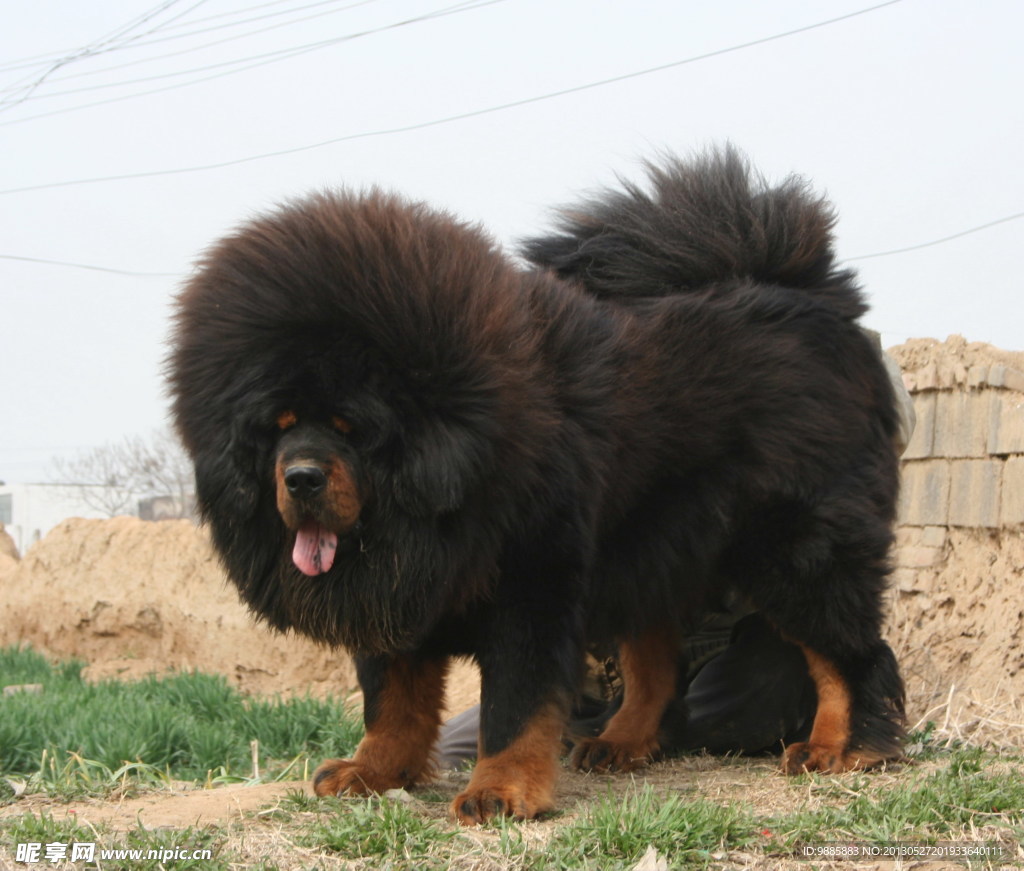 藏獒
