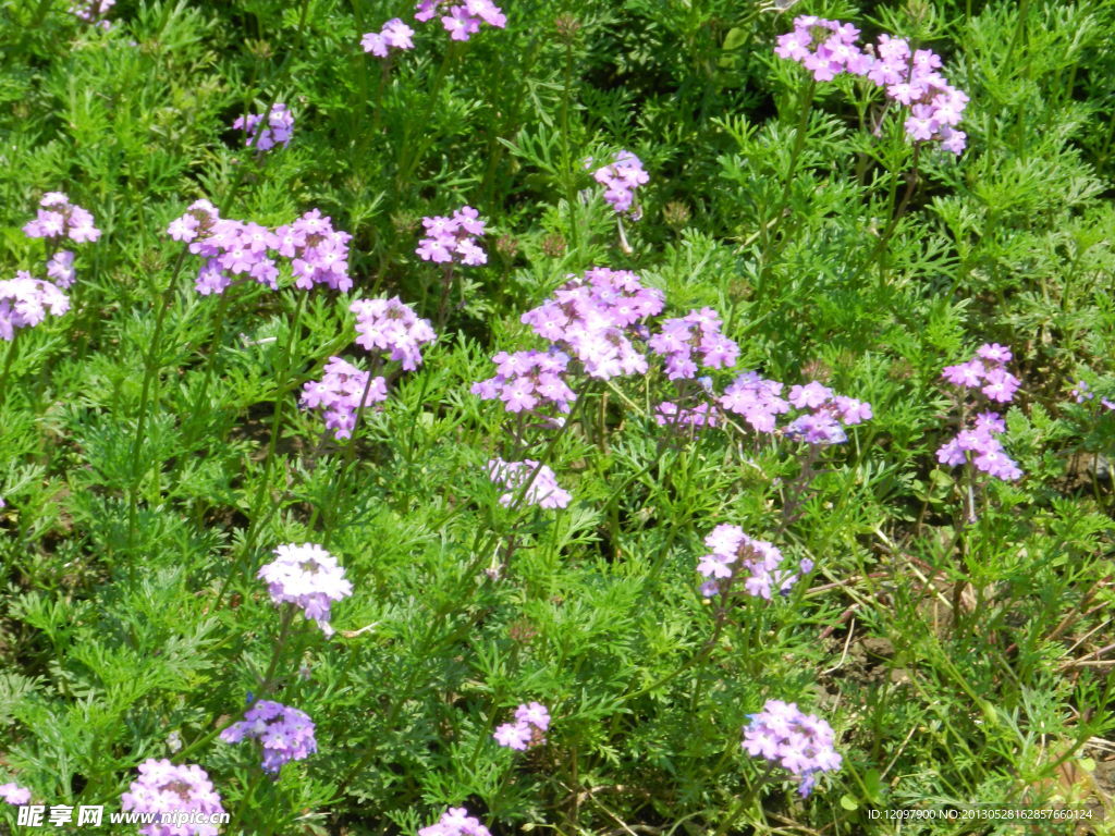 紫色小花