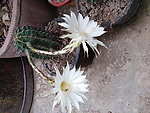 仙人球花