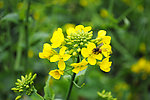 蜜蜂采花