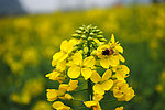 蜜蜂采花