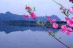 桃花开放