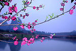山水桃花