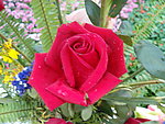 玫瑰花
