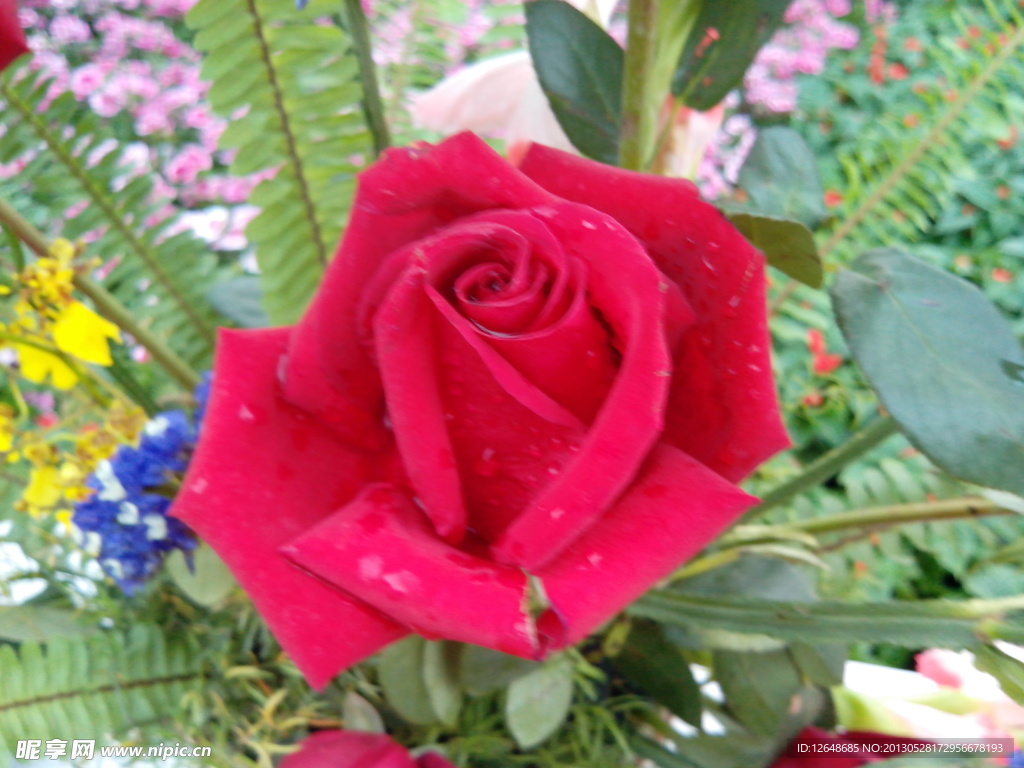 玫瑰花