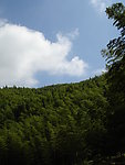 绿树蓝天