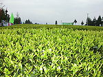 茶叶