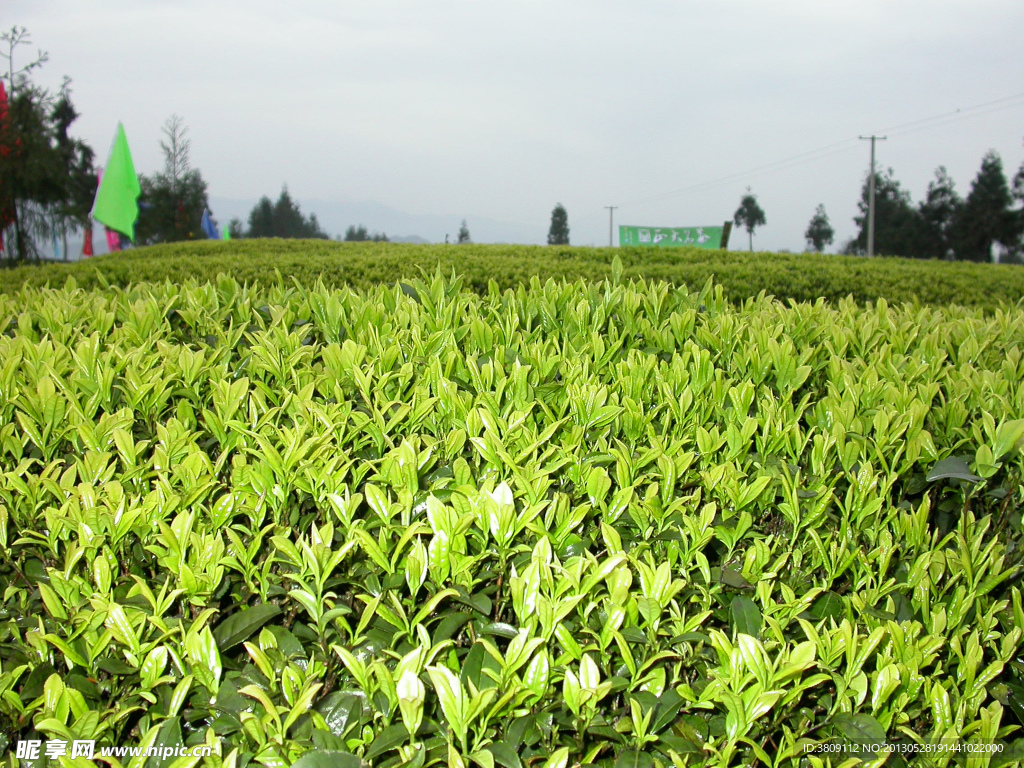 茶叶