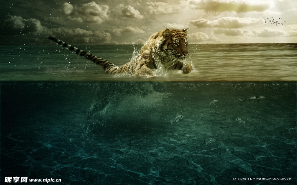 水中奔跑的老虎