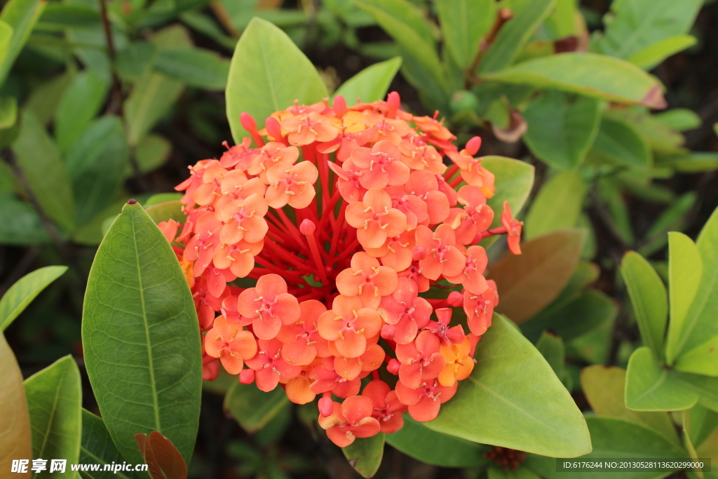 鲜花