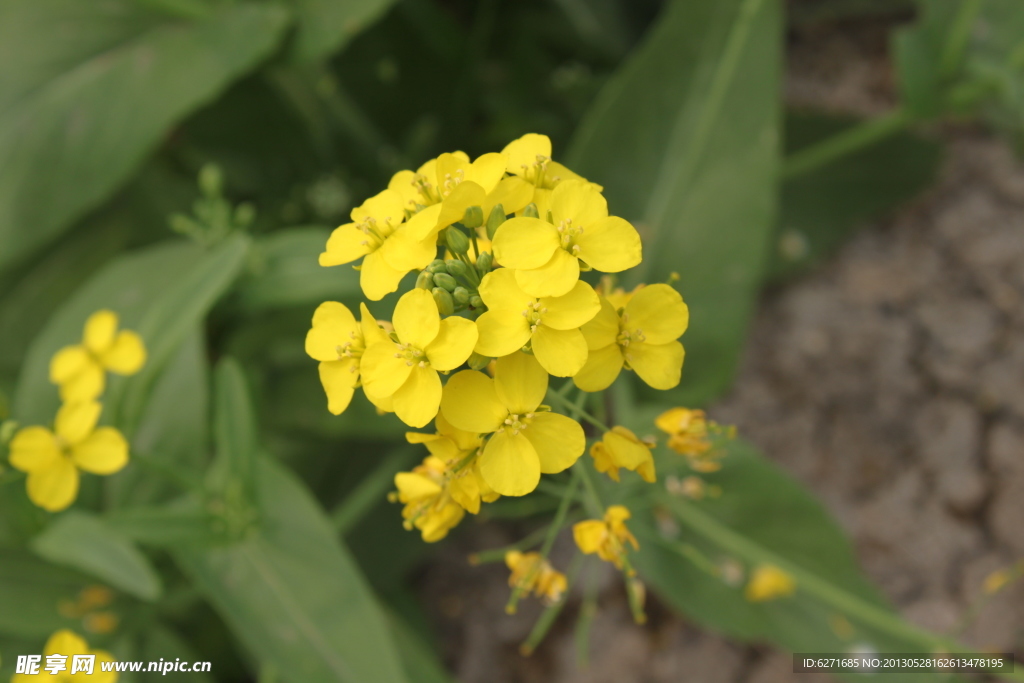 油菜花