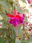 灯笼花