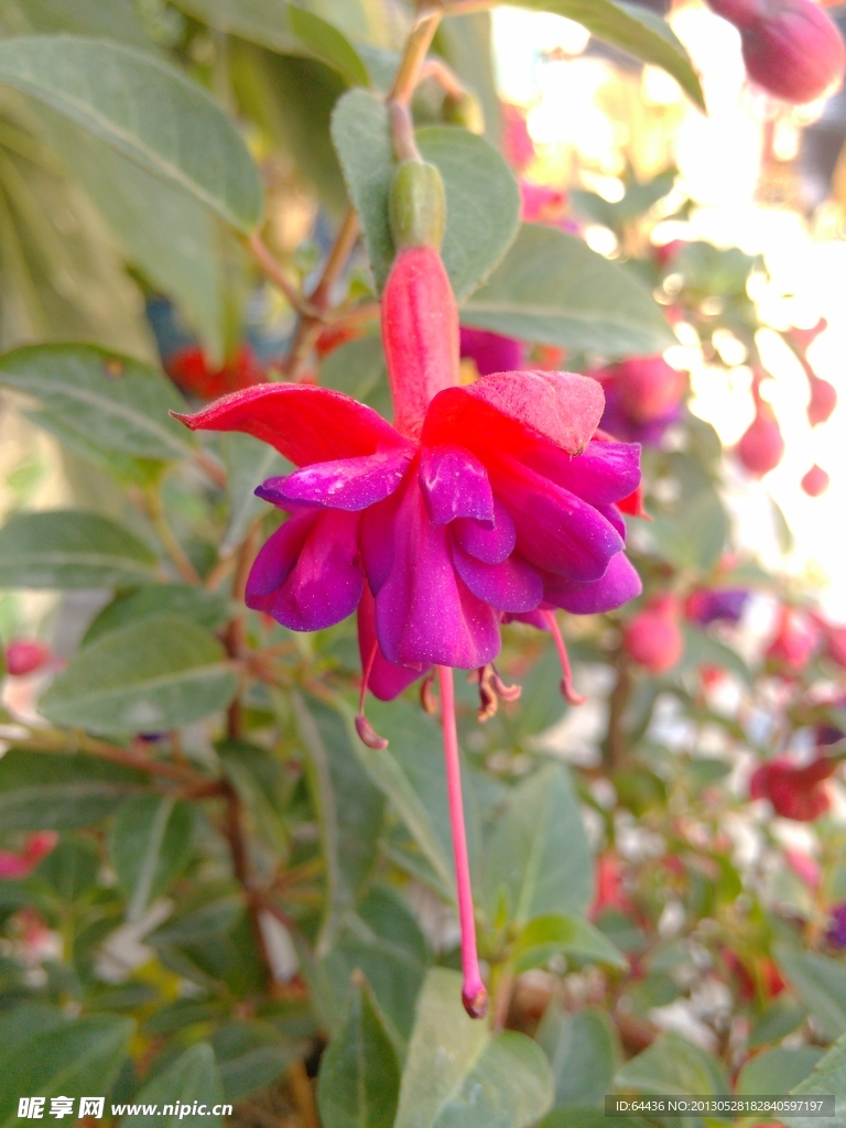 灯笼花